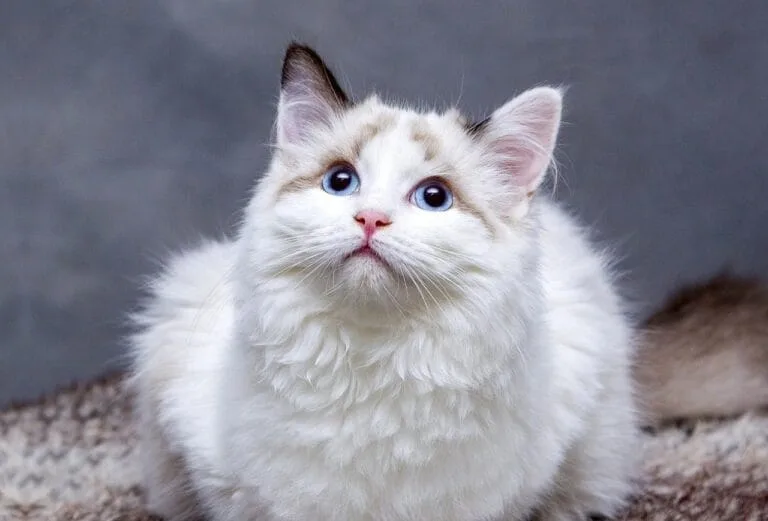 pet